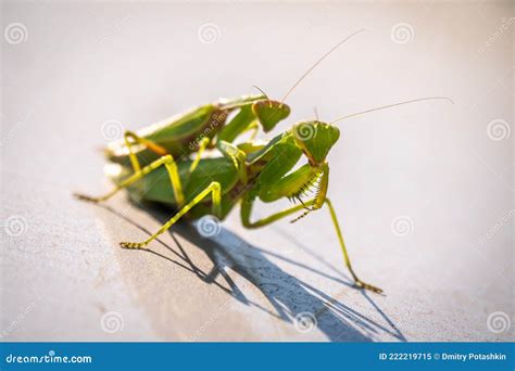 Mating Of A Pair Of Praying Mantises Close Up Of Pair Of European
