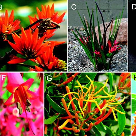 Forms Of Bird Pollinated Flowers A Strelitzia Reginae B Erythrina