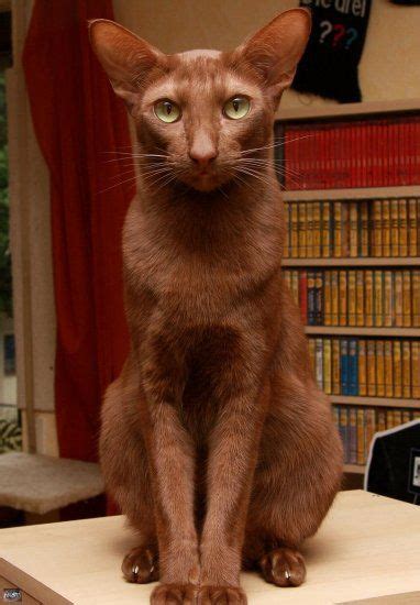 Oriental Cat Cinnamon Point Cats Pet Pets Siamese Havana Kitten Siam
