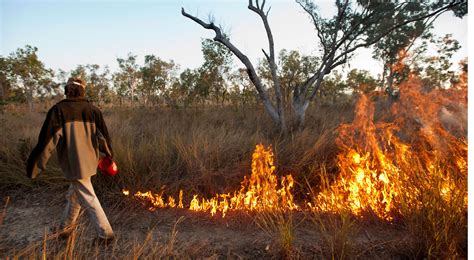 Can Better Fire Management Save Our Tropical Mammals