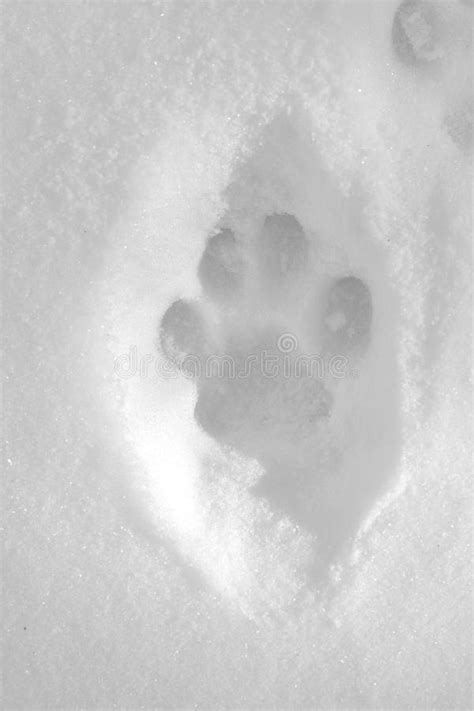 Bobcat track in snow (5330586661).jpg 3,888 × 2. Lynx tracks in the snow stock photo. Image of snow, animal - 23104408
