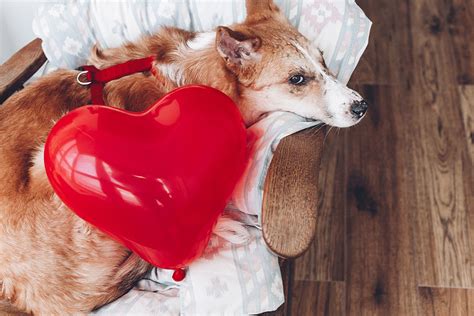 Show Your Pets Some Love Oak Creek Veterinary Care