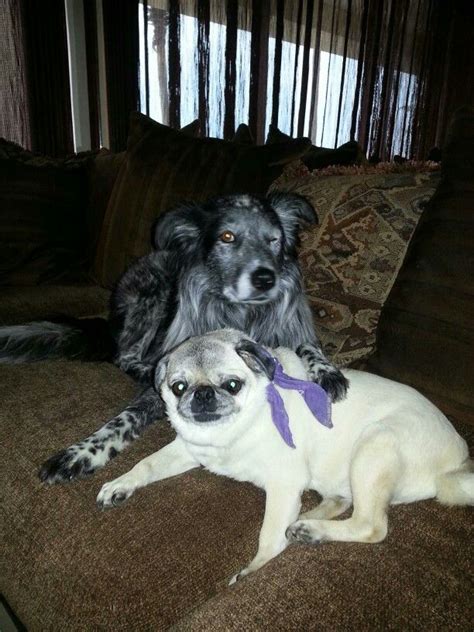 Borde Collie Aussie Mix And Pug Best Of Friends Borde Collie Dogs