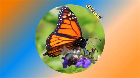 🦋 Monarch Butterflies Butterfly Lovers Nature Lovers Butterfly