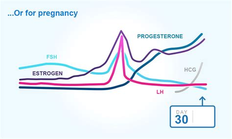 Hormones During Period Moversjawer