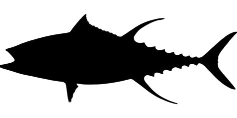 Tuna Fish Animal · Free Vector Graphic On Pixabay