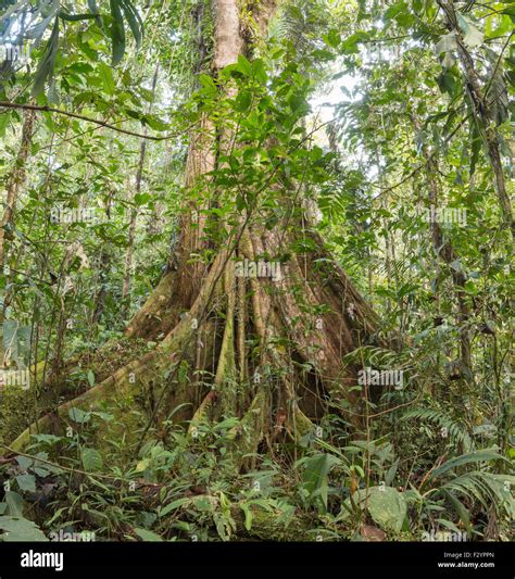 A Very Large Ceibo Or Kapok Tree Ceiba Pentandra With An Extensive