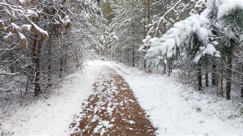 The Dirt Road Goes Through A Pine Forest After The Snowfall The