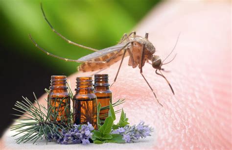 Usually 1/4 teaspoon of mineral. Natural Ways to Get Rid of Mosquitoes you need to know