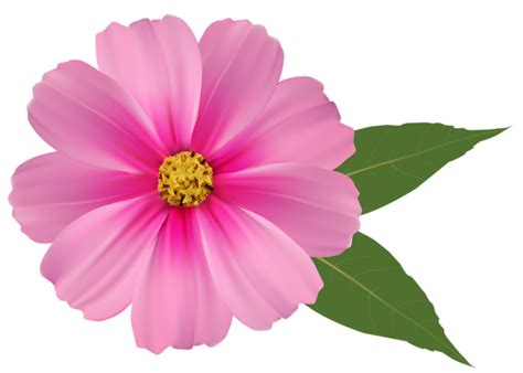 Hq Pink Daisy Png Hd Transparent Pink Daisy Hdpng Images Pluspng