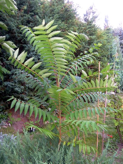 Scirpidiella's Plants: Rare Tree of Heaven cousins (Ailanthus sp. div.)