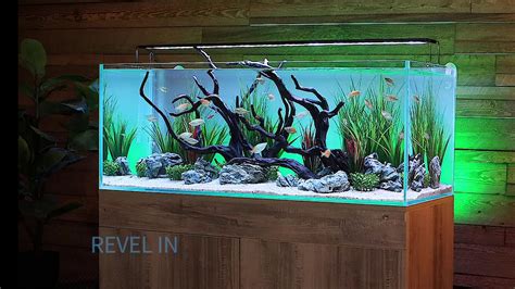 Serene 65 Freshwater Aquarium System With As Designs Aquascape Youtube