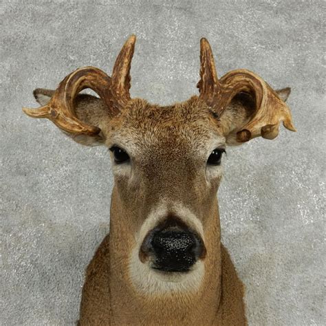 Whitetail Deer Non Typical Mount For Sale 13257 The
