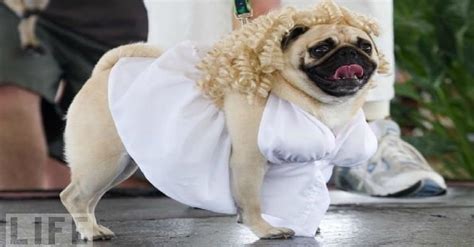30 Costumes That Prove Halloween Was Made For Pugs