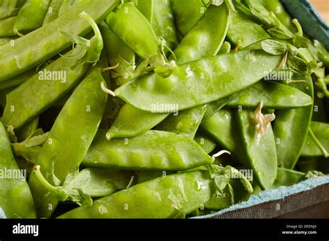 Great Pods Hi Res Stock Photography And Images Alamy
