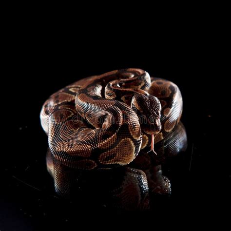 Beautiful Snake Baby Anaconda Stock Image Image Of Anaconda Snake