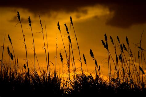 Tall Grass At Sunset Background 1540x1024 Background Image Wallpaper