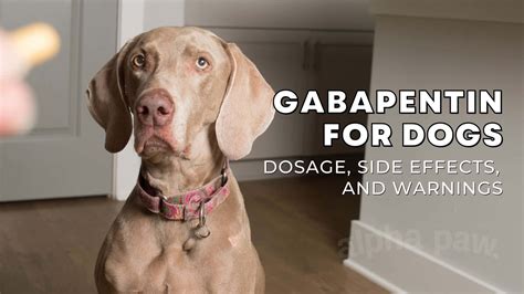 Gabapentin For Dogs Dosage Side Effects And Warnings