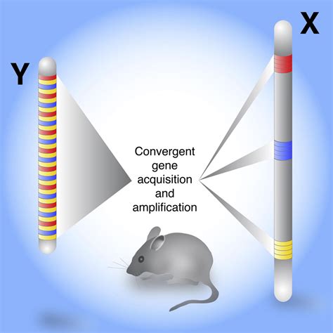 Sequencing The Mouse Y Chromosome Reveals Convergent Gene Acquisition