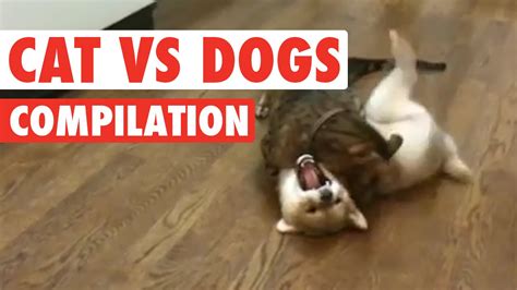We did not find results for: Cats vs Dogs: The Ultimate Fight Battle - YouTube