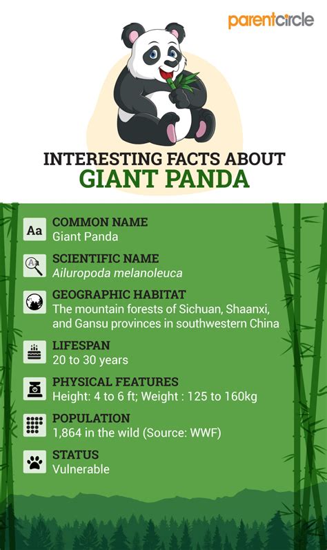 Facts About Giant Pandas For Kids Panda For Kids Panda Facts Panda