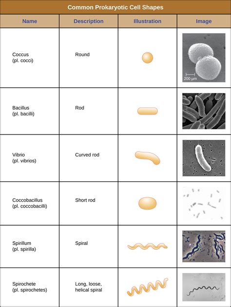 Unique Characteristics Of Prokaryotic Cells · Microbiology