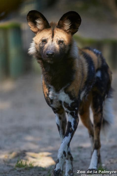 Zoo De La Palmyre Venez Découvrir Le Lycaon