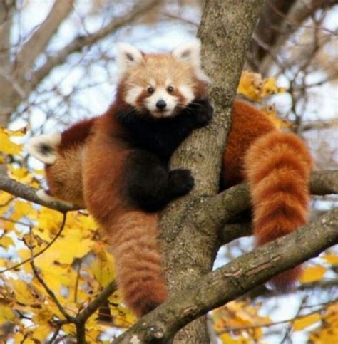 Baby Red Panda Animals Pinterest