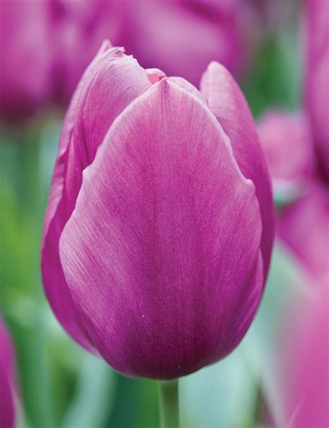 Tulip Purple Prince Tesselaar