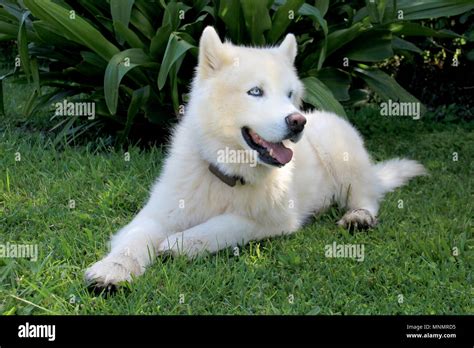 Solid White Husky With Blue Eyes