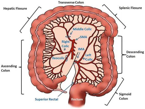 Ascending Colon Anatomy