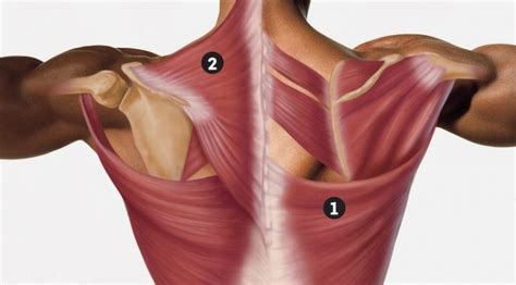 Conoce Los Músculos De Los Dorsales Esquire