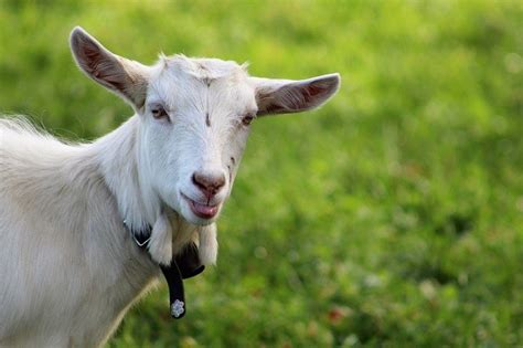 15 Best Goat Breeds For Milk Production With Pictures Pet Keen