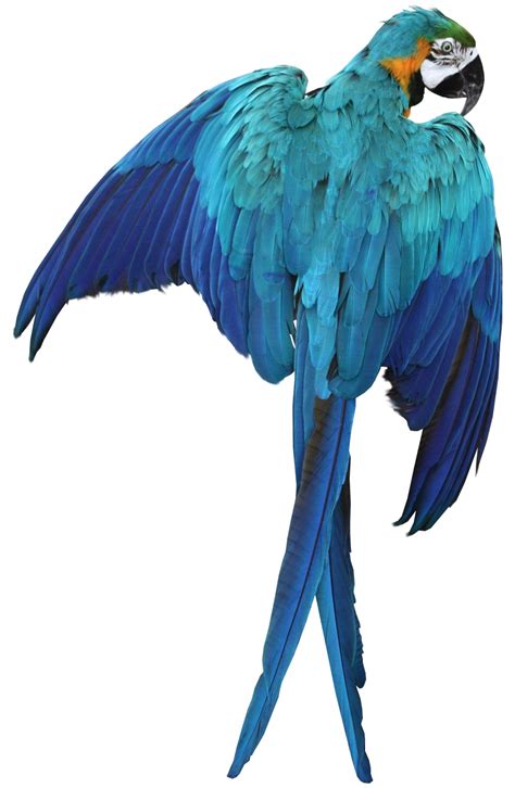 Macaw Png Pic Png Arts