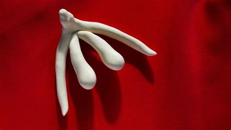 Anatomie à quoi ressemble vraiment le clitoris et ses ressemblances