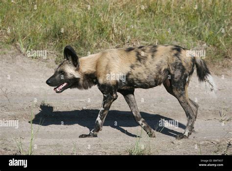 Wild Dog Dogs Canid Canids Canidae Africa African Endangered Rare