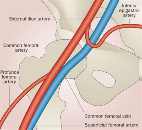 femoral vein