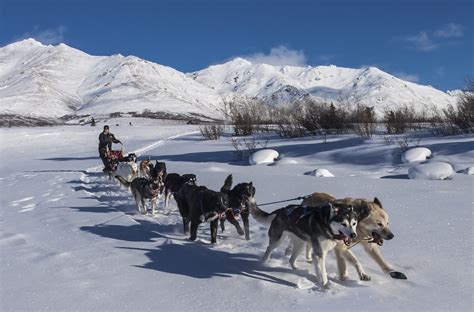 The Ancestry Of Arctic Sled Dogs A Moment Of Science Indiana Public