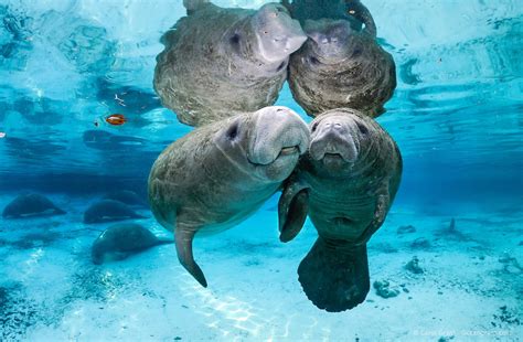 Manatee Holding Hands Carol Grant Oceangrant Images Manatees And More