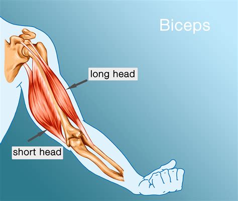 With an attachment in the shoulder joint above the glenoid, this biceps muscle head gets its name because of the longer travel of the tendon. Eccentric Biceps Is The Devil For A Throwing Athlete ...