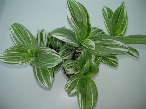 Традесканция Tradescantia Fluminensis variegata (компакта, лист ...