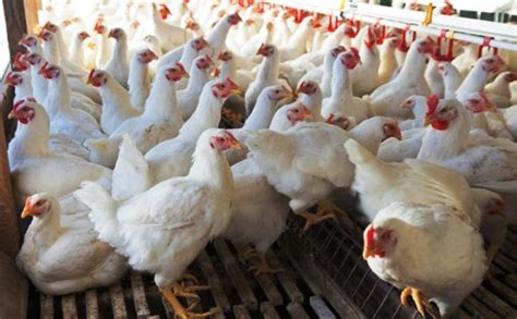 How To Start Your Own Poultry Farm