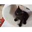 Little Black Turkish Angora Kitten Shes The Smallest Of Her Litter 