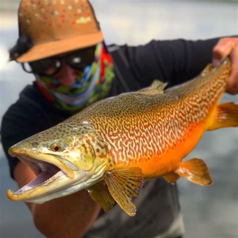 What Is A Tiger Trout And How To Fish For Them Flylords Mag