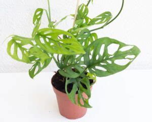 People often mistake it for a philodendron because it shares many similar. Buy Monstera Adansonii Online | Peppyflora