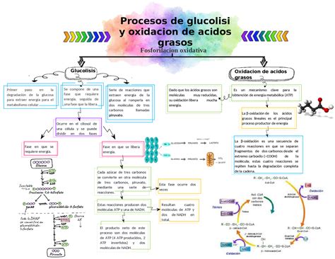 Mapa Conceptual Glucólisis Y ácidos Grasos Y Oxidación De Los ácidos