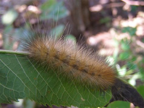 Blue Jay Barrens Hairy Caterpillar
