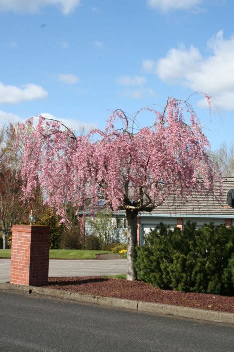 Double Weeping Cherry Glover Nursery