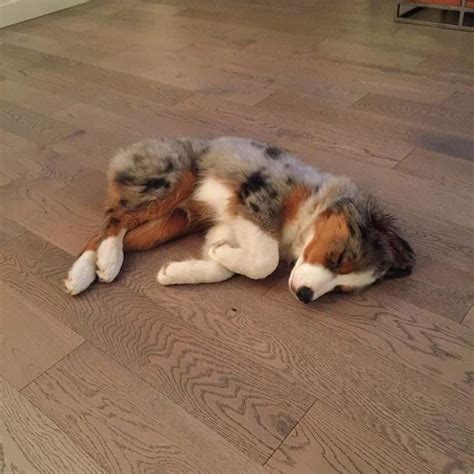 17 Reasons Australian Shepherds Are The Worst Possible Breed Of Dog You