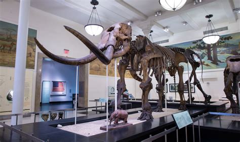 Mastodons Traveled Vast Distances Across North America To Adapt To
